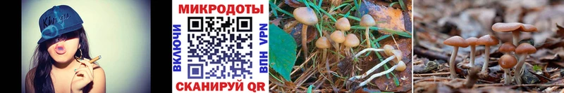 купить наркотик  Поронайск  кракен вход  Псилоцибиновые грибы Cubensis 